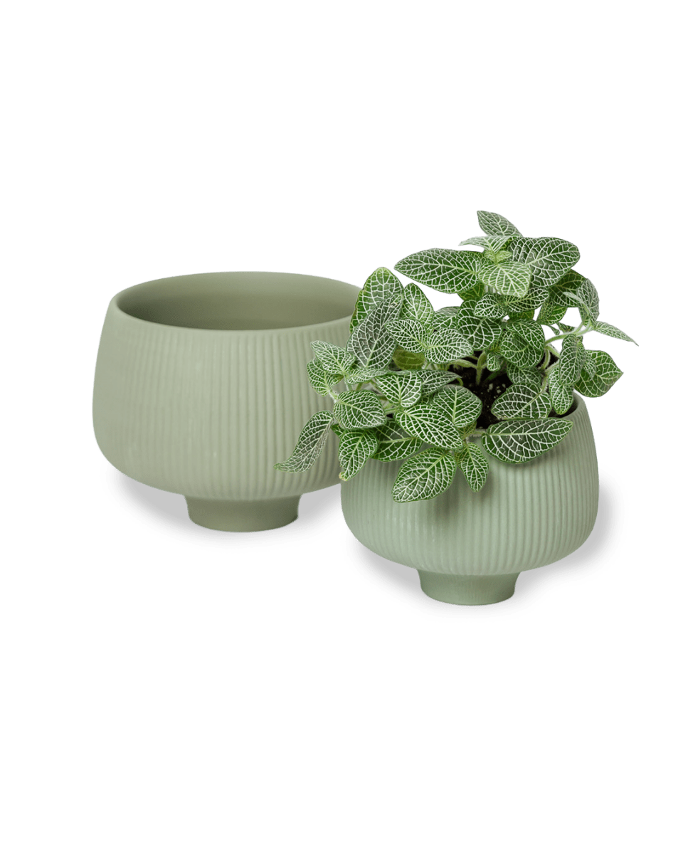 Lilo Porcelain Modern Indoor Plant Pot - Chive US Wholesale