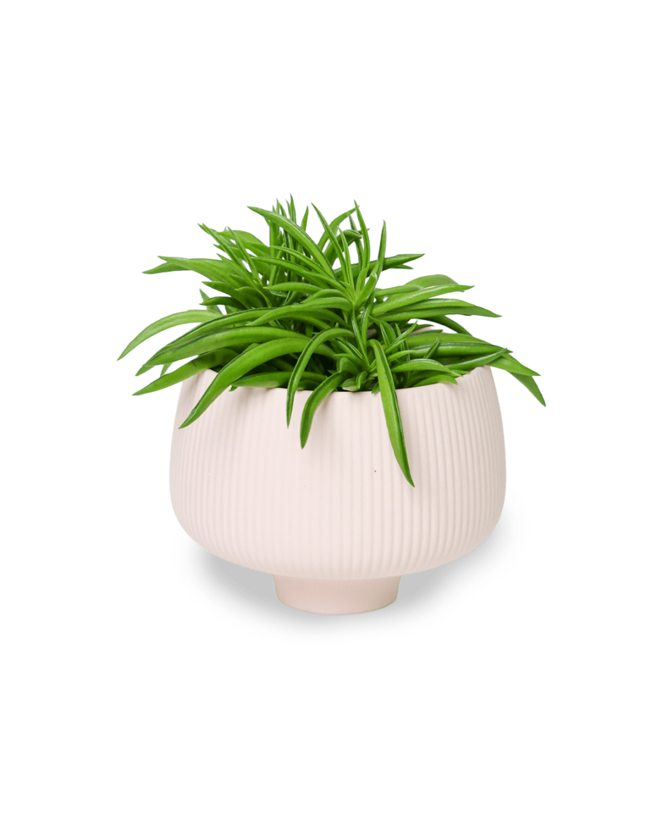 Lilo Porcelain Modern Indoor Plant Pot - Chive US Wholesale