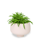 Lilo Porcelain Modern Indoor Plant Pot - Chive US Wholesale