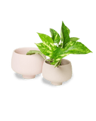 Lilo Porcelain Modern Indoor Plant Pot - Chive US Wholesale