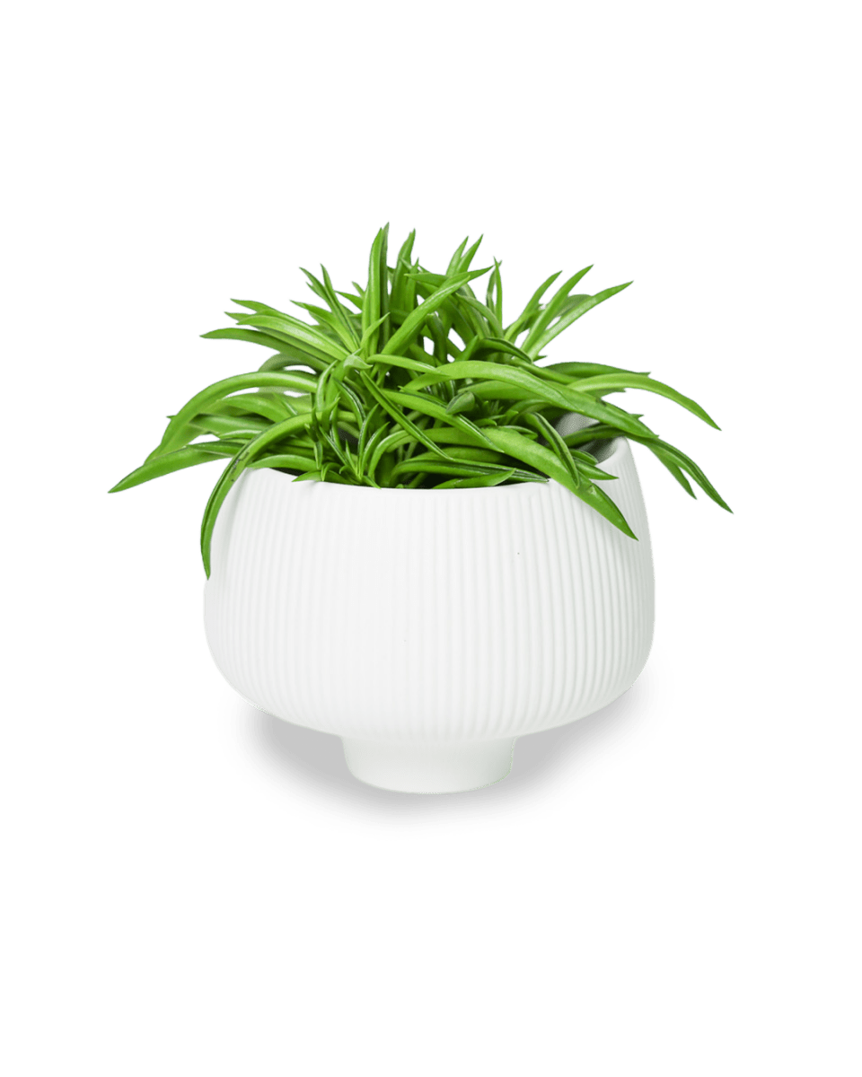 Lilo Porcelain Modern Indoor Plant Pot - Chive US Wholesale