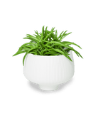 Lilo Porcelain Modern Indoor Plant Pot - Chive US Wholesale
