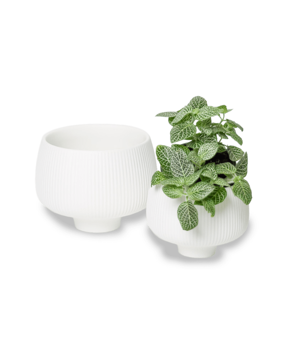 Lilo Porcelain Modern Indoor Plant Pot - Chive US Wholesale