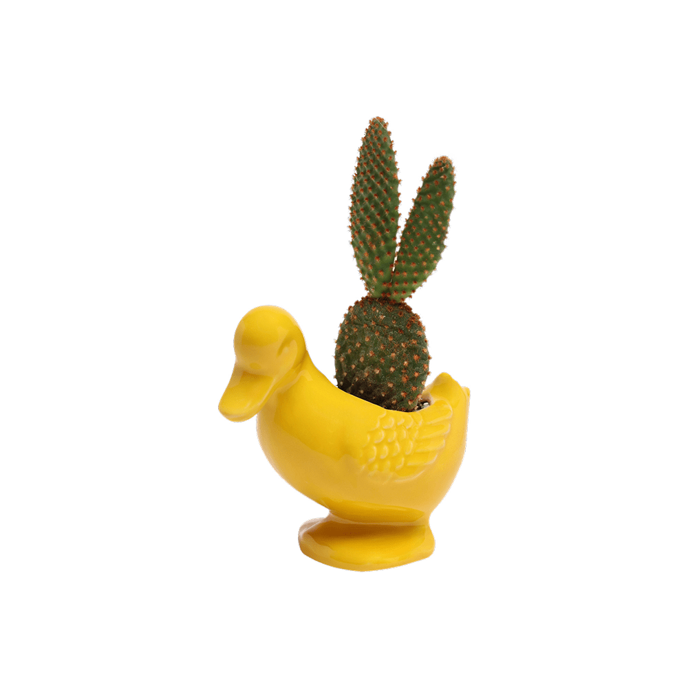 Duck Ceramic Indoor Plant Pot For Succulents - Chive US Wholesale