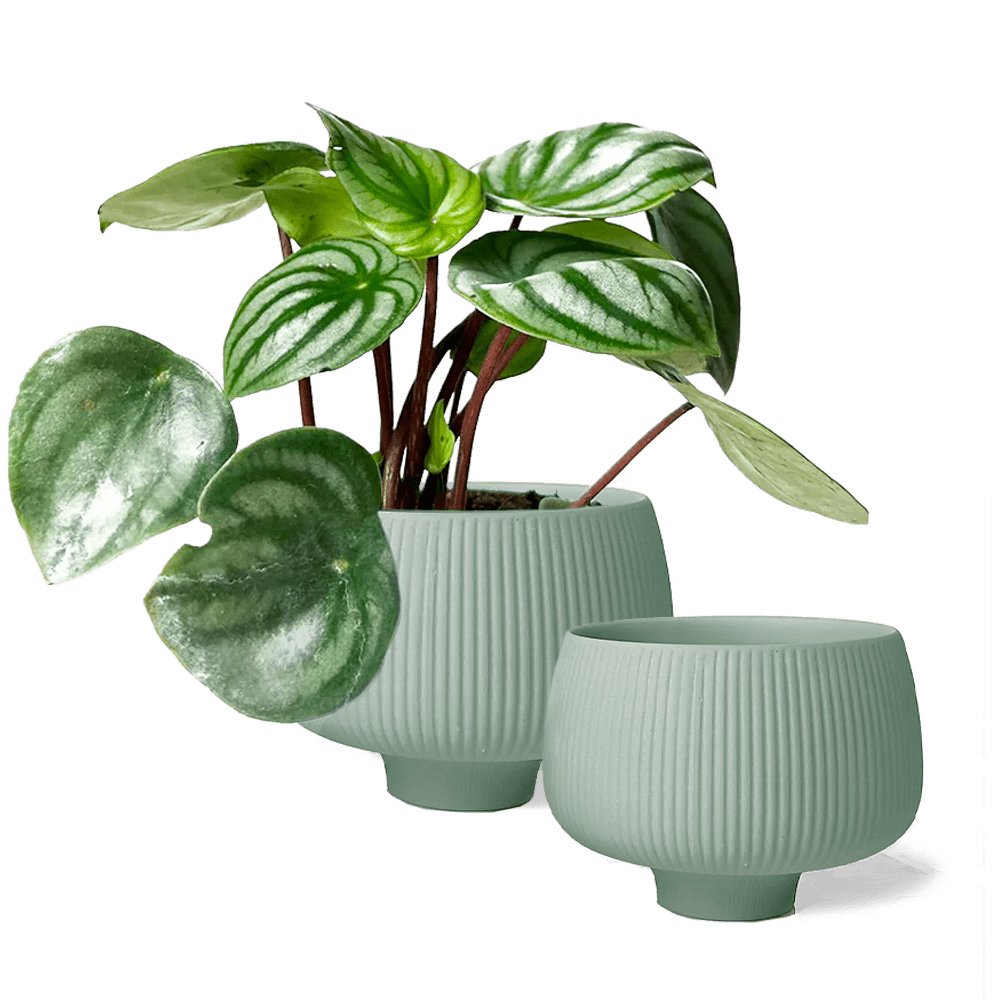Lilo Porcelain Modern Indoor Plant Pot - Chive US Wholesale