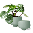 Lilo Porcelain Modern Indoor Plant Pot - Chive US Wholesale