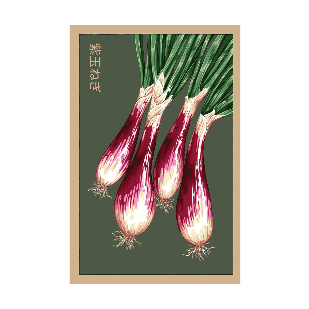 Long Red Florence Onion Vegetable Seeds Packet - Chive US Wholesale