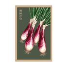 Long Red Florence Onion Vegetable Seeds Packet - Chive US Wholesale