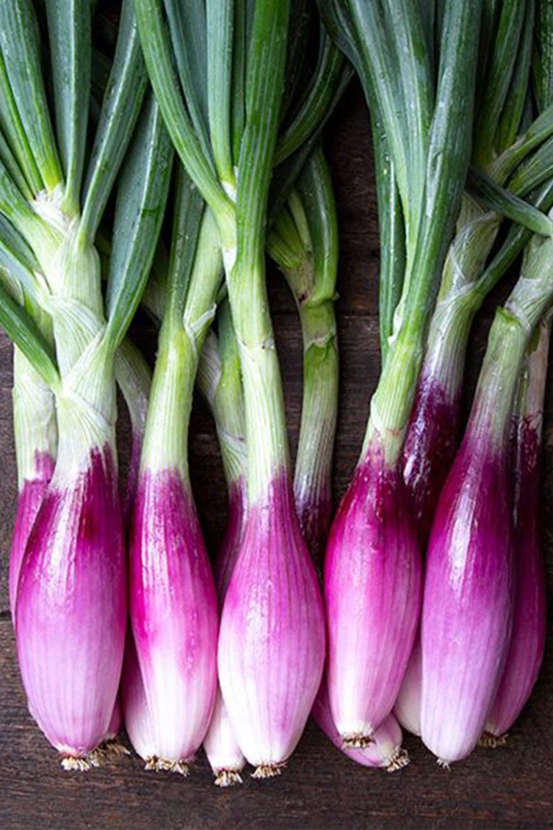Long Red Florence Onion Vegetable Seeds Packet - Chive US Wholesale