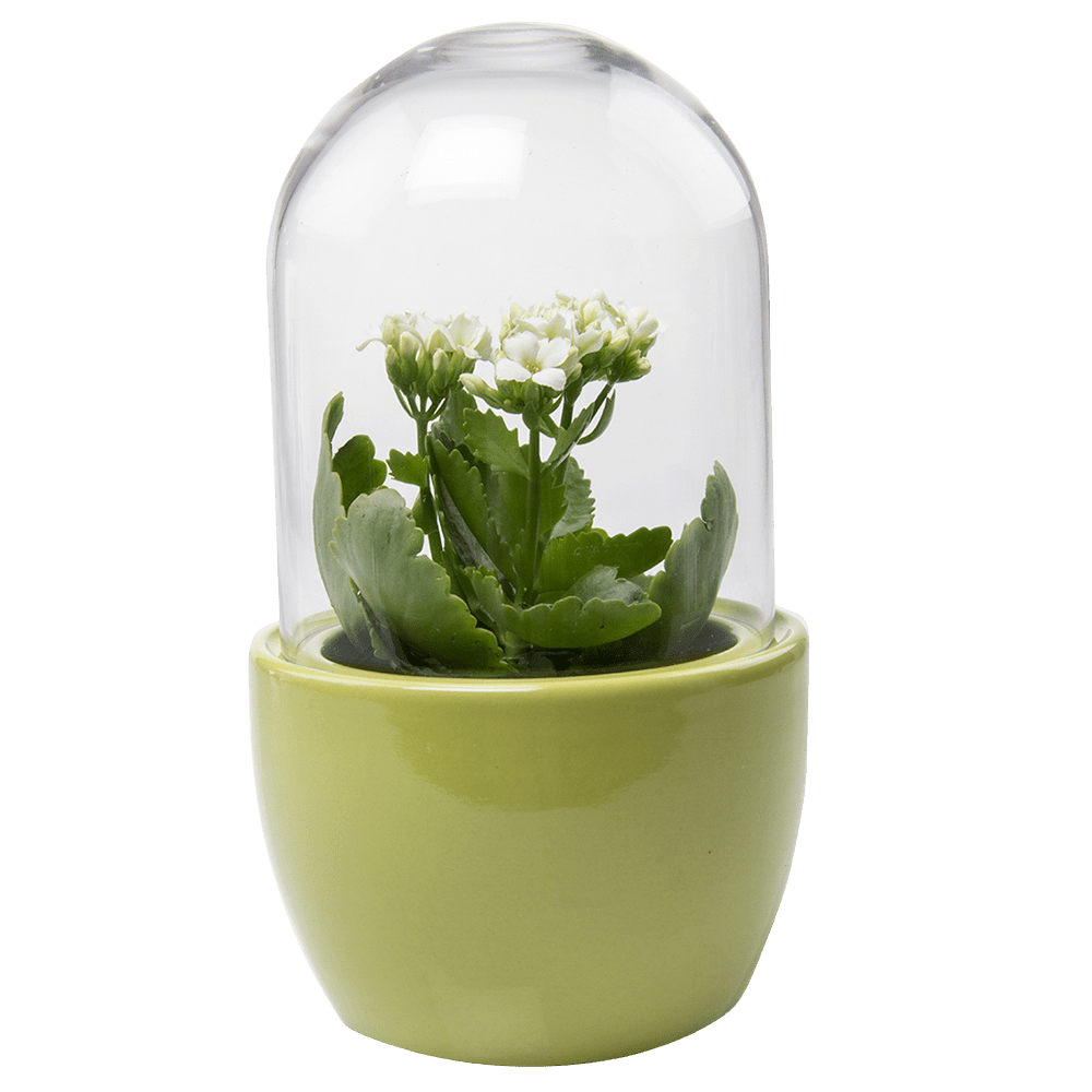 Pill Glass Terrarium Jar For Succulents - Chive US Wholesale