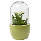 Pill Glass Terrarium Jar For Succulents - Chive US Wholesale