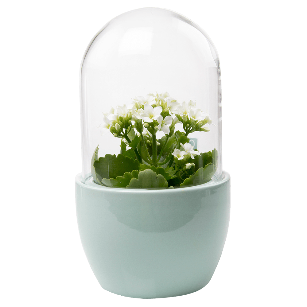 Pill Glass Terrarium Jar For Succulents - Chive US Wholesale