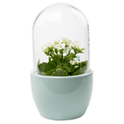 Pill Glass Terrarium Jar For Succulents - Chive US Wholesale