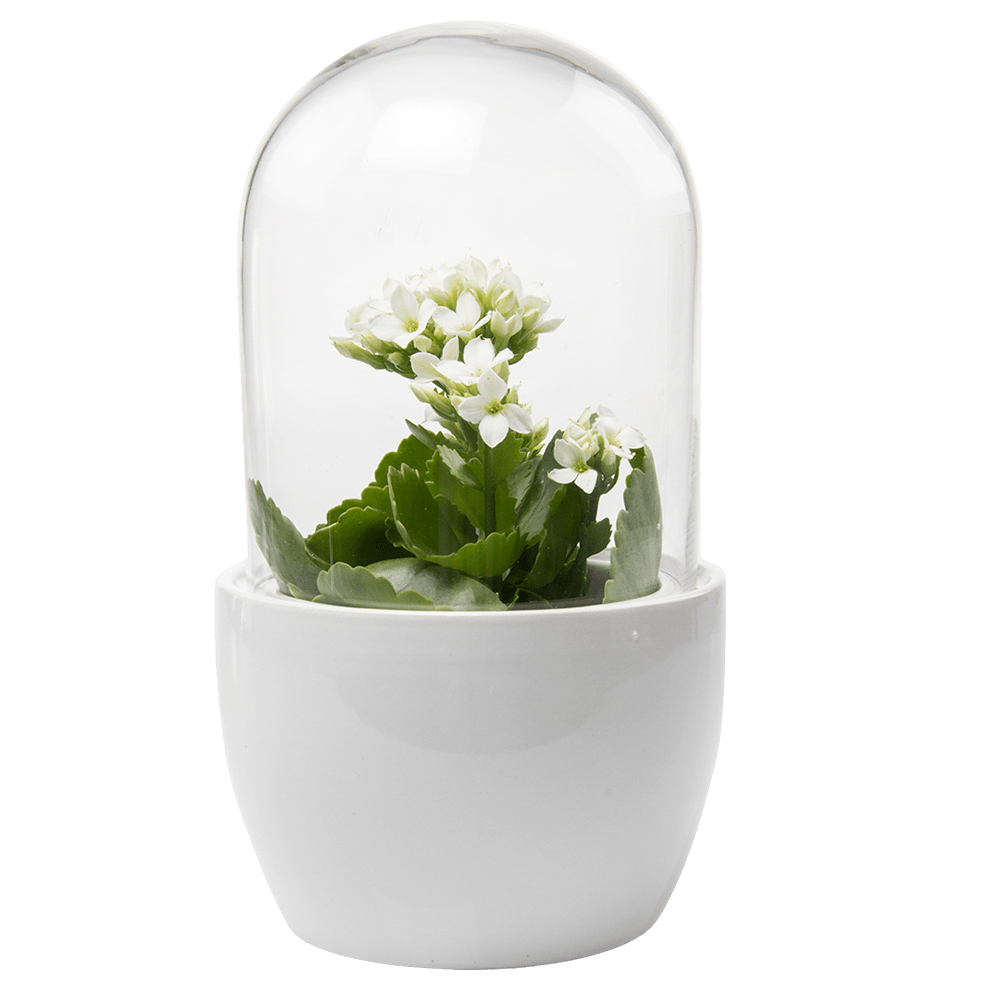 Pill Glass Terrarium Jar For Succulents - Chive US Wholesale