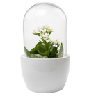 Pill Glass Terrarium Jar For Succulents - Chive US Wholesale