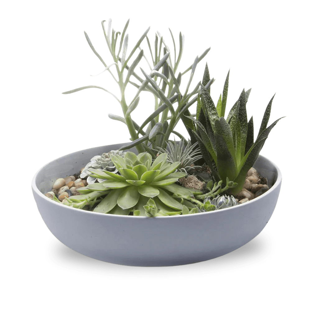 Moog Porcelain Succulent Garden Dish - Chive US Wholesale