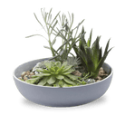 Moog Porcelain Succulent Garden Dish - Chive US Wholesale