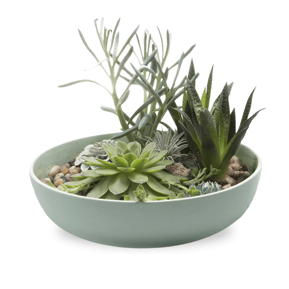 Moog Porcelain Succulent Garden Dish - Chive US Wholesale