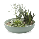 Moog Porcelain Succulent Garden Dish - Chive US Wholesale