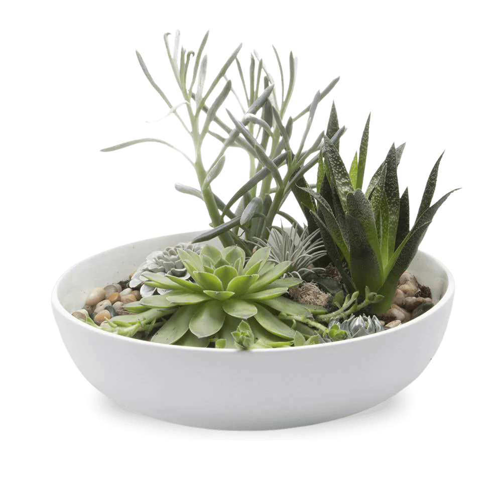 Moog Porcelain Succulent Garden Dish - Chive US Wholesale