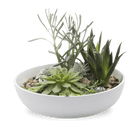 Moog Porcelain Succulent Garden Dish - Chive US Wholesale