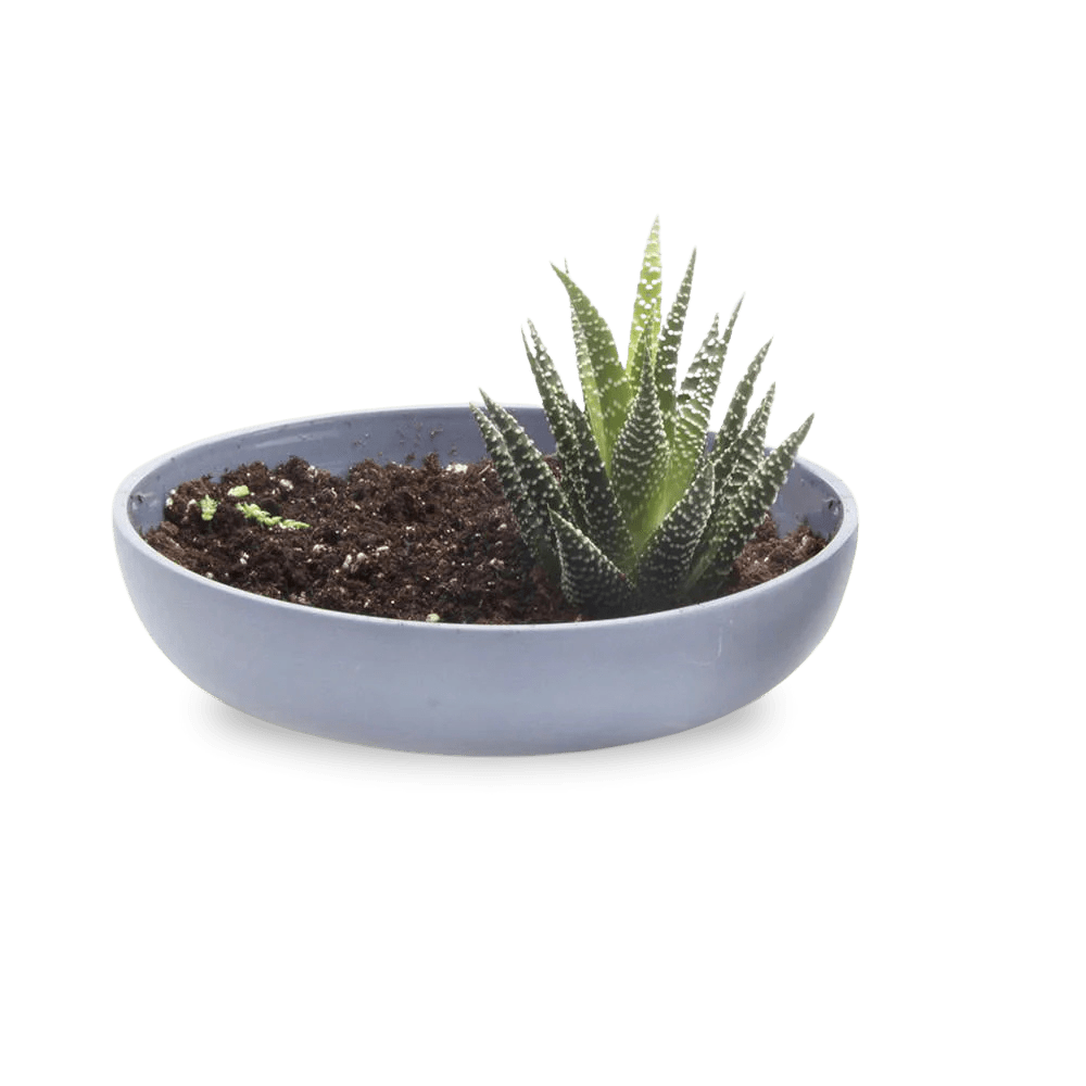 Moog Porcelain Succulent Garden Dish - Chive US Wholesale