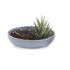 Moog Porcelain Succulent Garden Dish - Chive US Wholesale