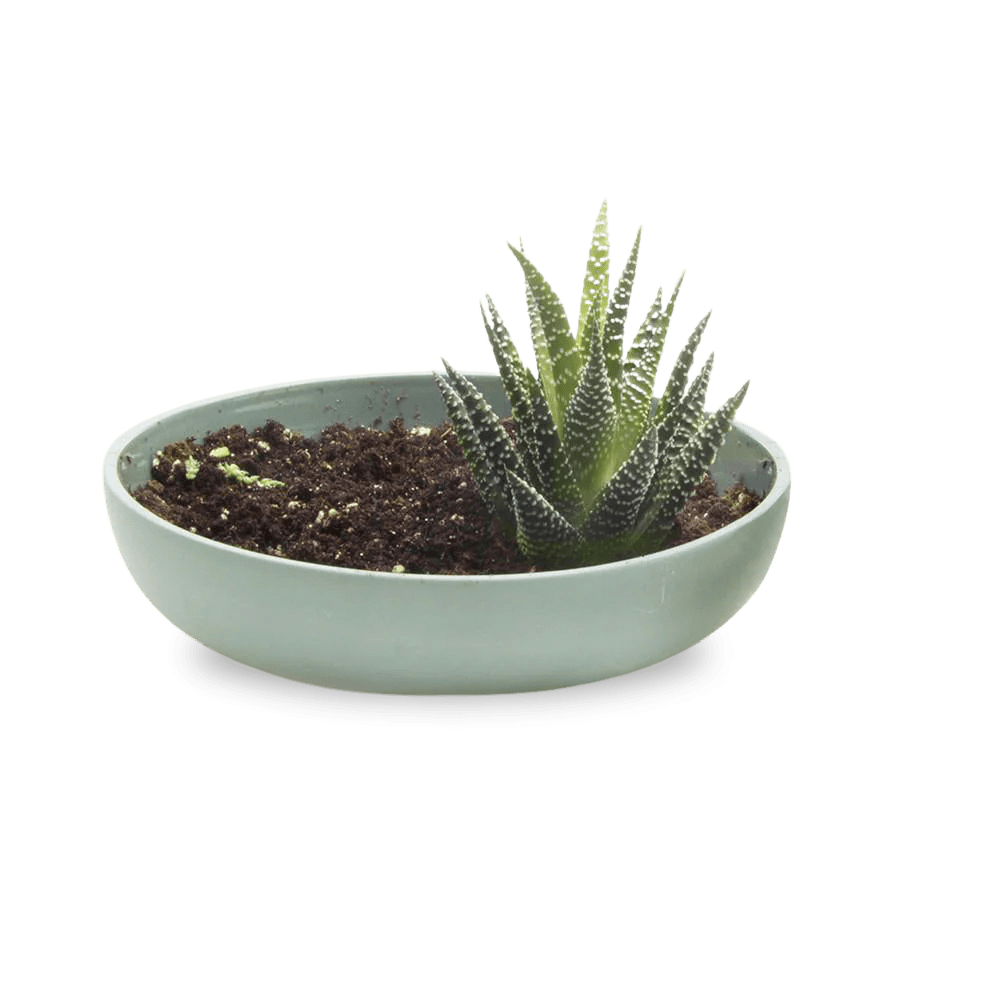 Moog Porcelain Succulent Garden Dish - Chive US Wholesale