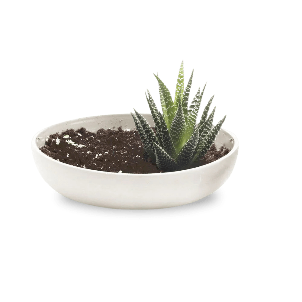 Moog Porcelain Succulent Garden Dish - Chive US Wholesale