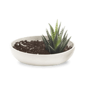 Moog Porcelain Succulent Garden Dish - Chive US Wholesale