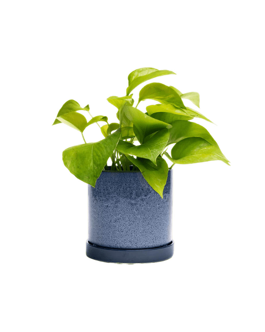 Minute 1 Pot And Saucer 72pc Kit - Large - Chive US Wholesale