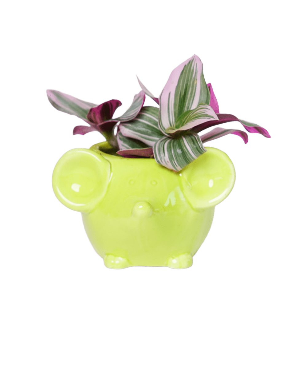 Mouse Ceramic Indoor Plant Pot For Succulents - Chive US Wholesale