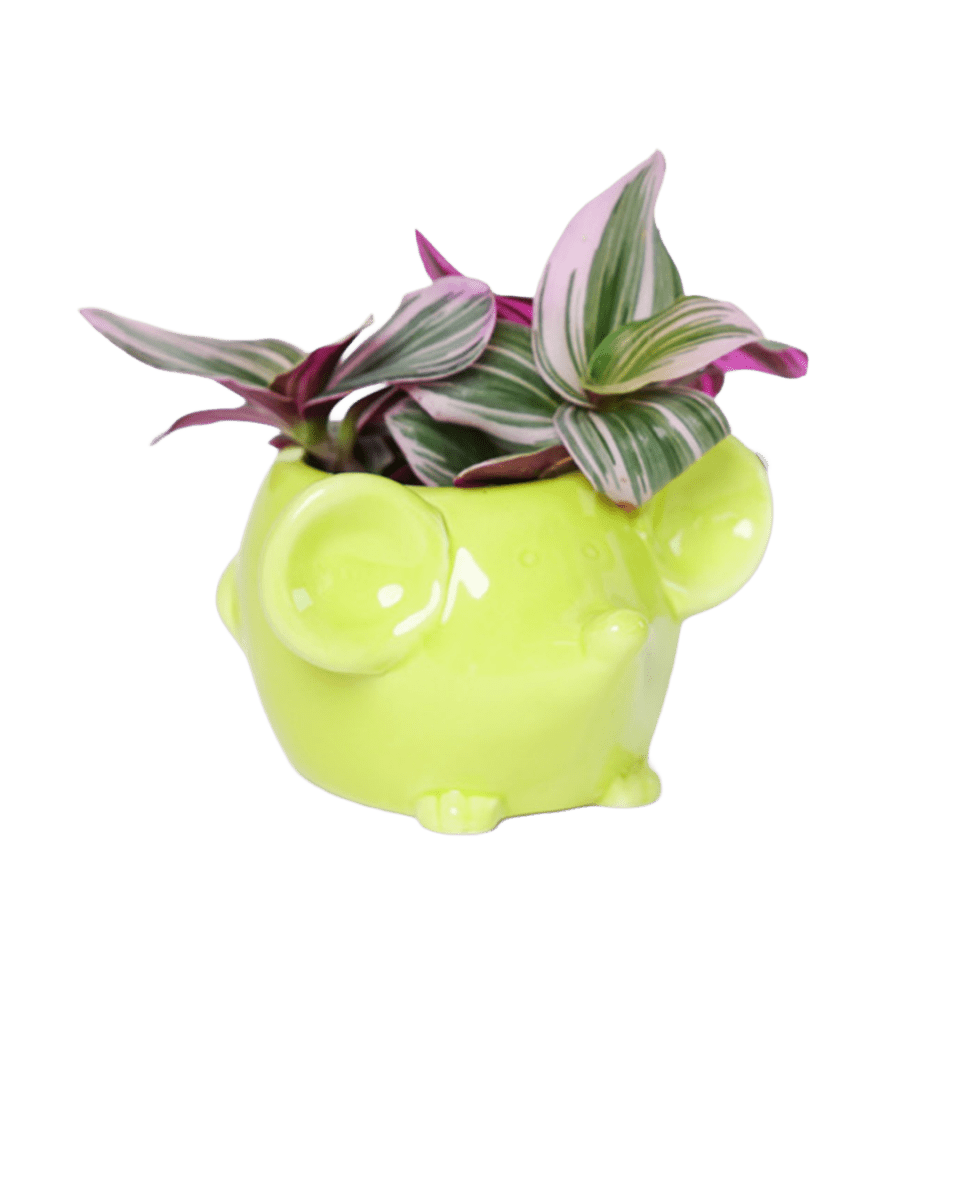 Mouse Ceramic Indoor Plant Pot For Succulents - Chive US Wholesale