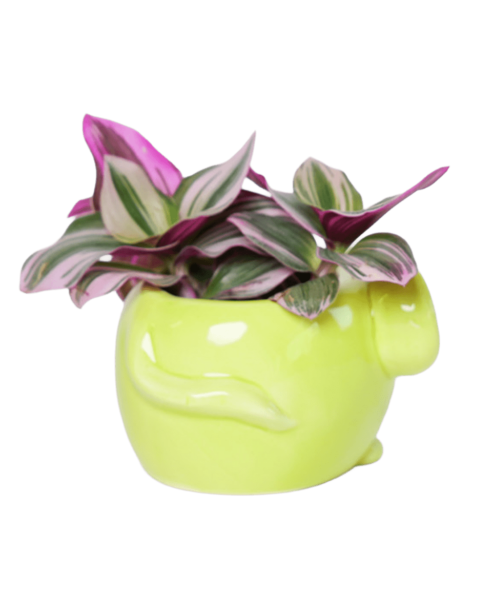 Mouse Ceramic Indoor Plant Pot For Succulents - Chive US Wholesale