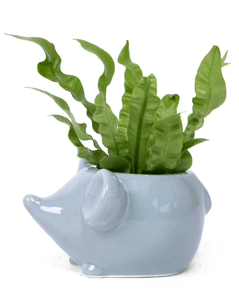 Mouse Ceramic Indoor Plant Pot For Succulents - Chive US Wholesale