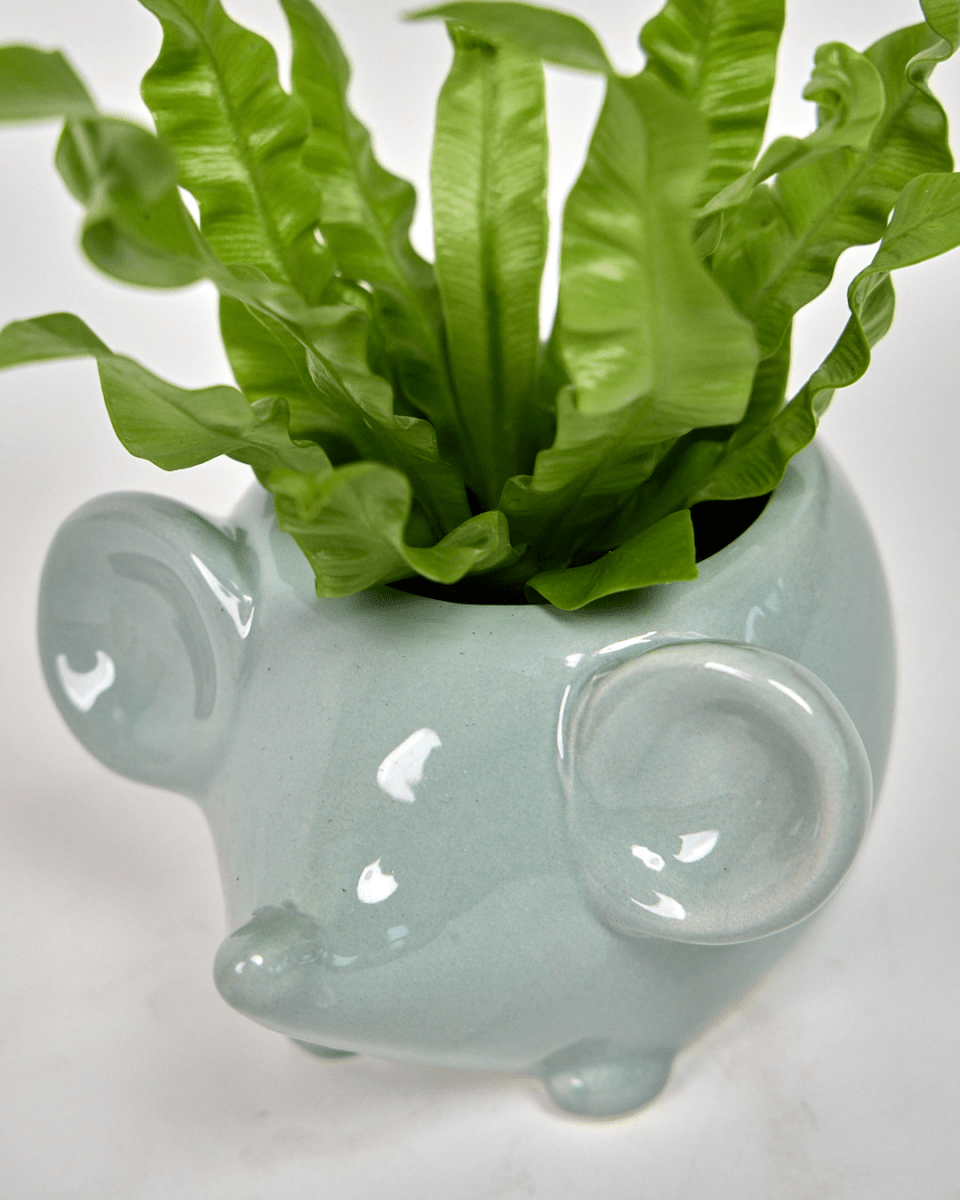 Mouse Ceramic Indoor Plant Pot For Succulents - Chive US Wholesale