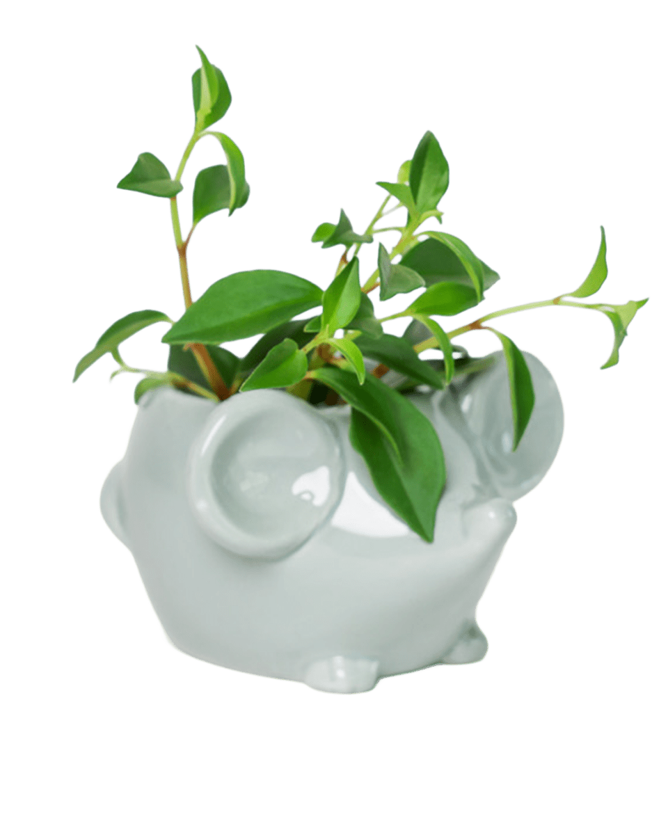 Mouse Ceramic Indoor Plant Pot For Succulents - Chive US Wholesale