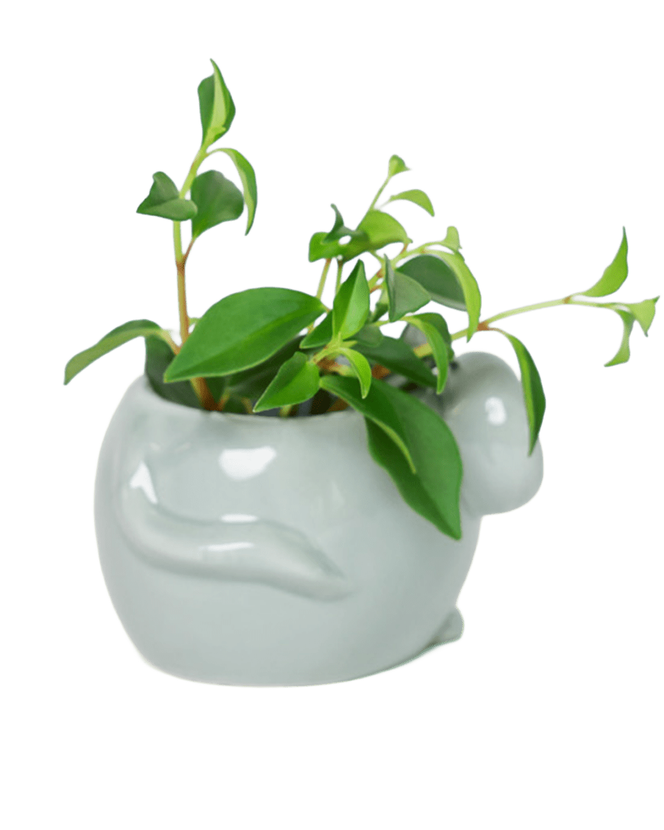 Mouse Ceramic Indoor Plant Pot For Succulents - Chive US Wholesale