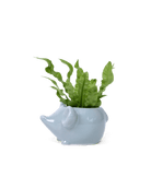 Mouse Ceramic Indoor Plant Pot Kit - Chive US Wholesale