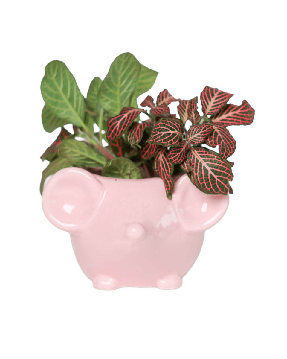 Mouse Ceramic Indoor Plant Pot For Succulents - Chive US Wholesale