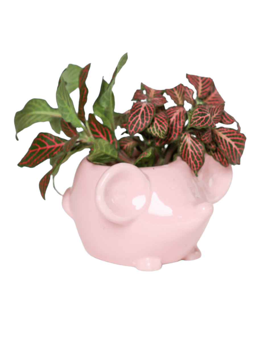 Mouse Ceramic Indoor Plant Pot For Succulents - Chive US Wholesale