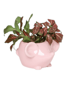 Mouse Ceramic Indoor Plant Pot For Succulents - Chive US Wholesale