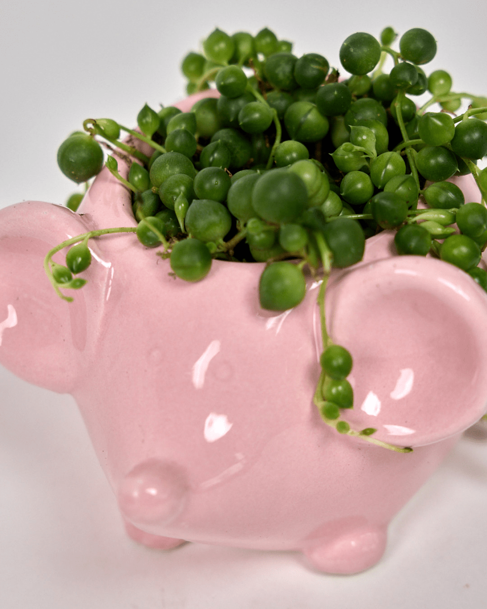 Mouse Ceramic Indoor Plant Pot For Succulents - Chive US Wholesale