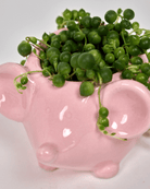 Mouse Ceramic Indoor Plant Pot For Succulents - Chive US Wholesale