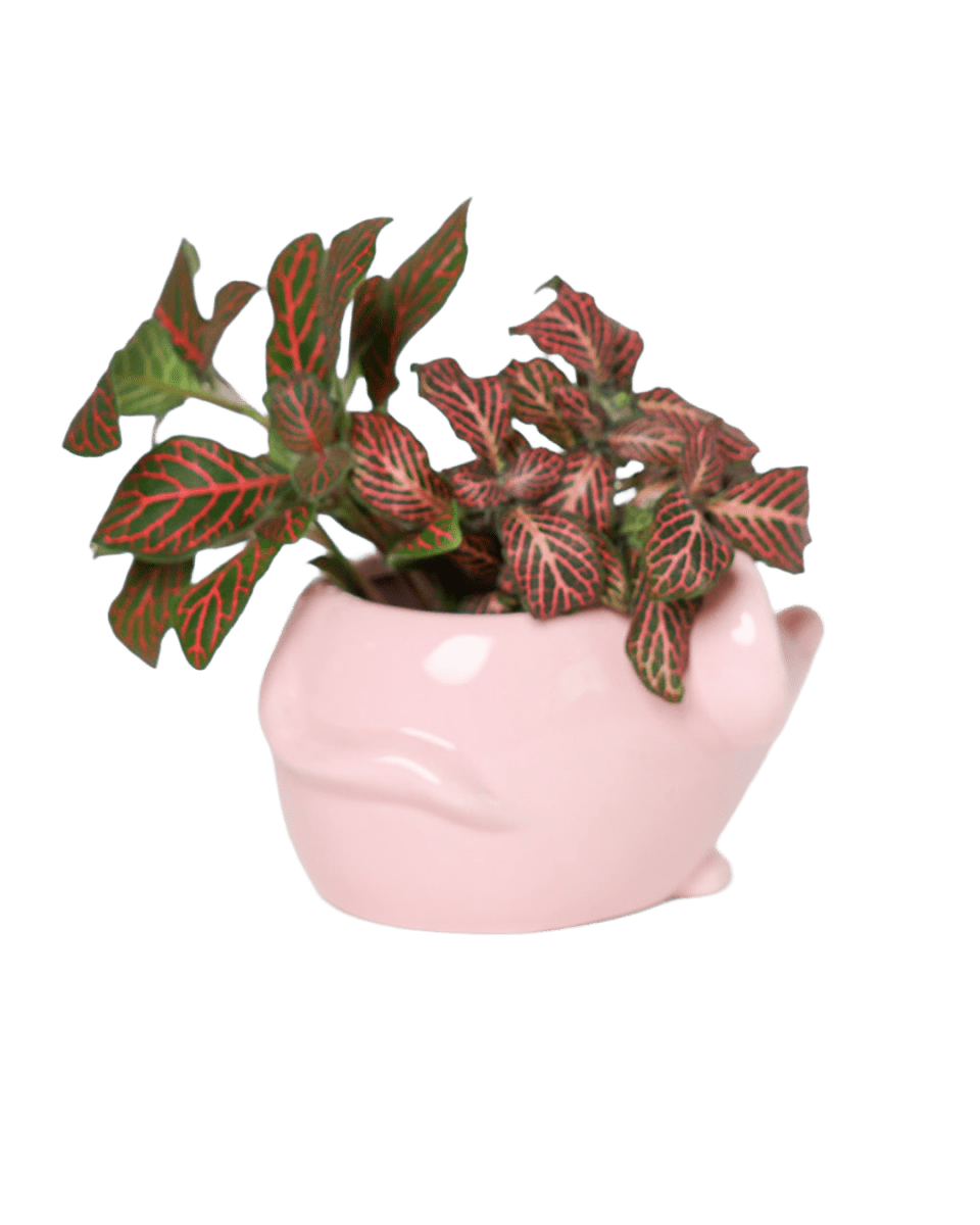 Mouse Ceramic Indoor Plant Pot For Succulents - Chive US Wholesale
