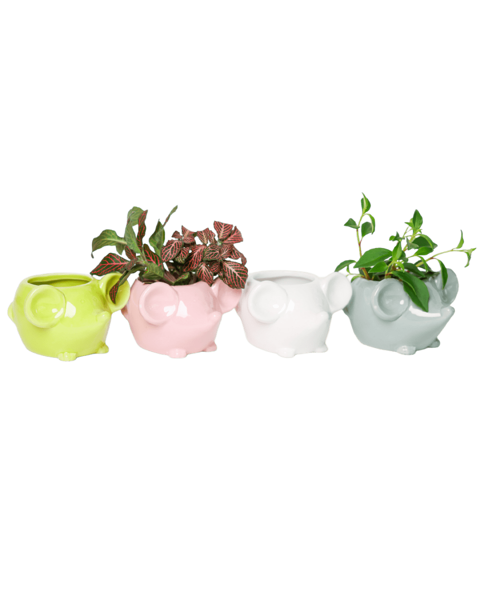 Mouse Ceramic Indoor Plant Pot For Succulents - Chive US Wholesale