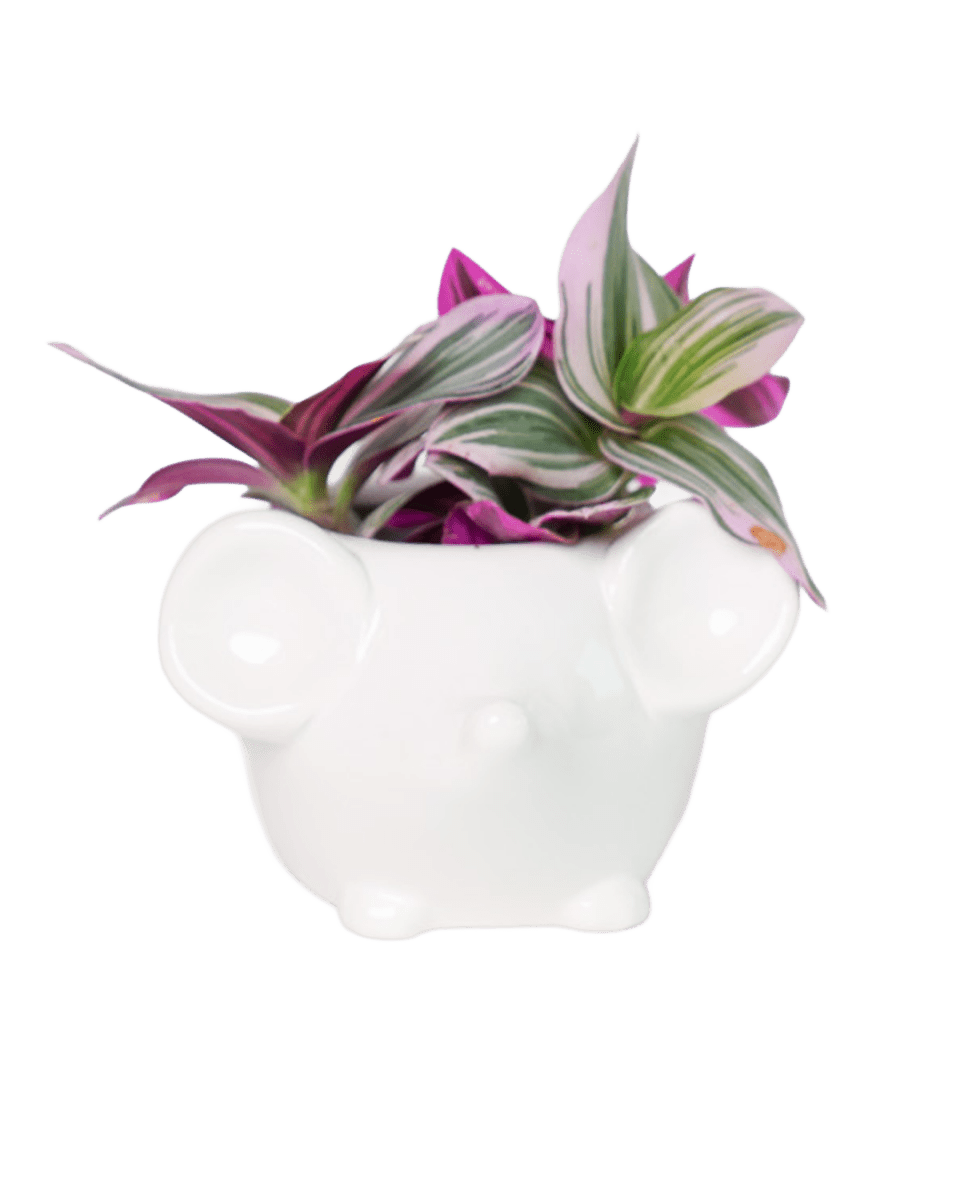Mouse Ceramic Indoor Plant Pot For Succulents - Chive US Wholesale