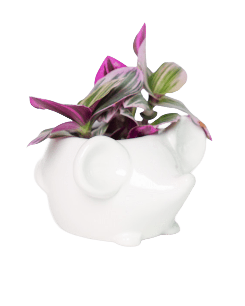 Mouse Ceramic Indoor Plant Pot For Succulents - Chive US Wholesale