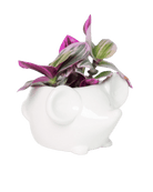 Mouse Ceramic Indoor Plant Pot For Succulents - Chive US Wholesale
