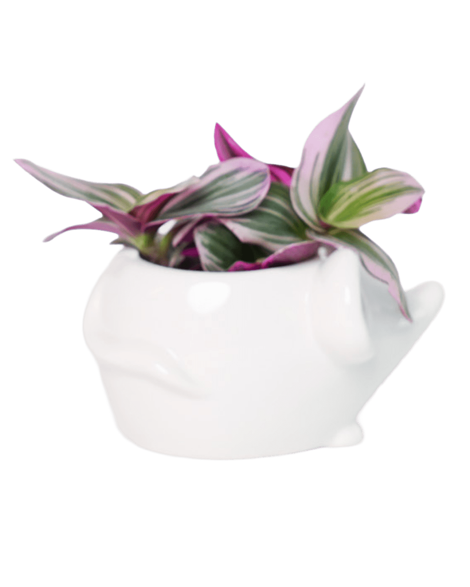 Mouse Ceramic Indoor Plant Pot For Succulents - Chive US Wholesale